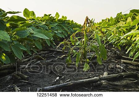Stock Photo - A healthy green mid-season soybean field one week after being sprayed with herbicide, with broadleaf weeds turning brown and dying in between the rows; Iowa, United States of America. Fotosearch