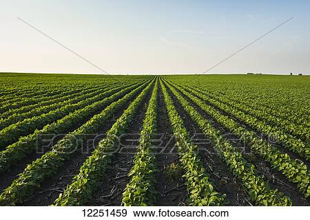 Stock Photo - A healthy green mid-season soybean field one week after being sprayed with herbicide, with broadleaf weeds turning brown and dying in between the rows; Iowa, United States of America. Fotosearch