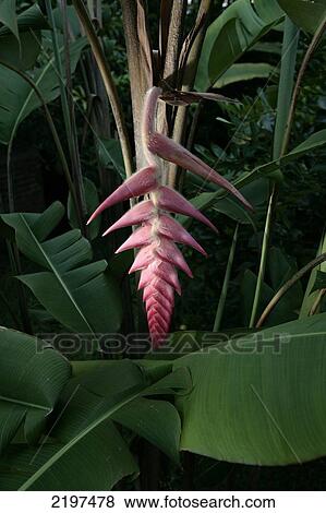 Stock Photo - A Heliconia Flower At The Hacienda Malabar, Near Pereira, Risaralda Province, Colombia.. Fotosearch