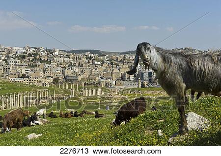 Stock Image - A herd of goats graze amongst the Roman ruins; Jerash, Jordan. Fotosearch