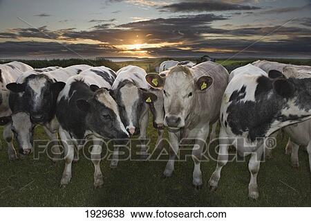 Stock Photo - A herd of inquisitive cows at sunset with the Islands of Skomer and Stokholm behind them. St Ann's Head. Pembrokeshire. Wales. Photos. Fotosearch