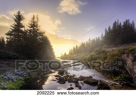 Stock Photography - A Hiker Stands By Brook As Sunrise Burns Through The Mist In The Skoki Wilderness In Banff National Park; Banff Alberta Canada. Fotosearch