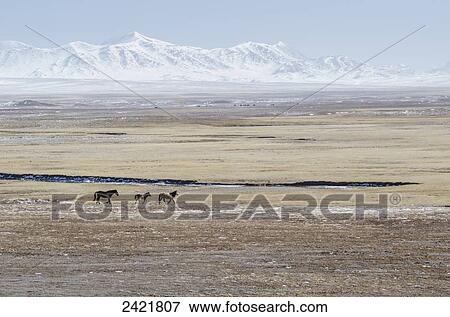 Stock Photo - A horse family on the high altitude snowy Tibetan plateau; Qinghai province, Tibet. Fotosearch