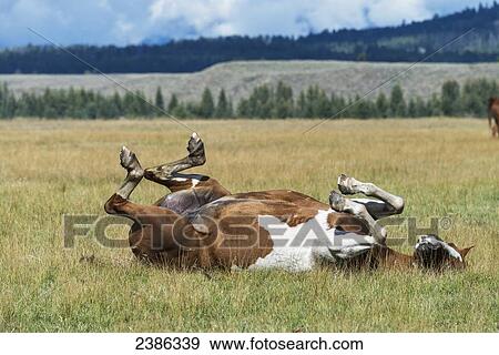 Stock Photo - A horse laying on it's back in Grand Tetons National Park; Wyoming, United States of America. Fotosearch