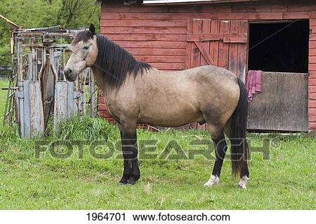 A Horse Stands Outside A Red Barn; Alberta Canada View Large Photo Image Stock Image - A Horse Stands Outside A Red Barn; Alberta Canada. Fotosearch