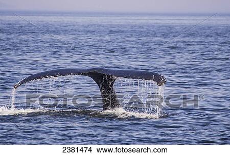 Picture - A humpback whale (Megaptera novaeangliae) tail in the gulf of St Lawrence; Quebec, Canada. Fotosearch