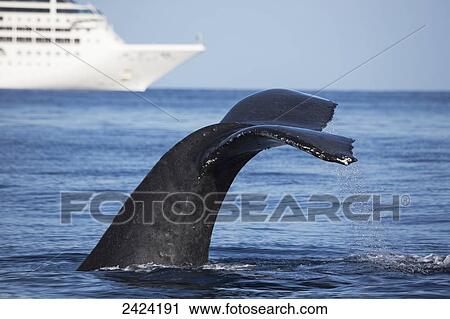 Stock Image - A humpback whale (Megaptera novaeangliae) lifts it's fluke in front of a large cruise ship off the island of Maui; Maui, Hawaii, United States of America. Fotosearch