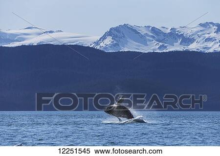 A Humpback Whale (Megaptera novaeangliae) calf leaps from the calm waters of the Inside Passage; Alaska, United States of America View Large Photo Image Stock Photography - A Humpback Whale (Megaptera novaeangliae) calf leaps from the calm waters of the Inside Passage; Alaska, United States of America. Fotosearch