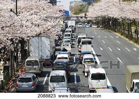 A Japanese Avenue With Cherry Blossom Trees; Tokyo, Japan View Large Photo Image Stock Image - A Japanese Avenue With Cherry Blossom Trees; Tokyo, Japan. Fotosearch
