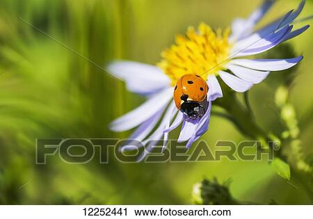 Stock Image - A Ladybug beetle crawls on an aster; Astoria, Oregon, United States of America. Fotosearch