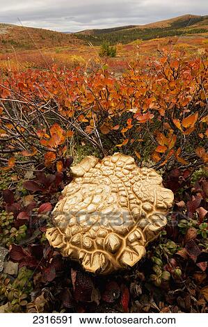 A Large Oddly Shaped Mushroom In The Willows Up Along The Dempster Highway; Yukon Canada View Large Photo Image Stock Image - A Large Oddly Shaped Mushroom In The Willows Up Along The Dempster Highway; Yukon Canada. Fotosearch