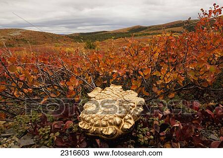 A Large Oddly Shaped Mushroom In The Willows Up Along The Dempster Highway; Yukon Canada View Large Photo Image Stock Image - A Large Oddly Shaped Mushroom In The Willows Up Along The Dempster Highway; Yukon Canada. Fotosearch