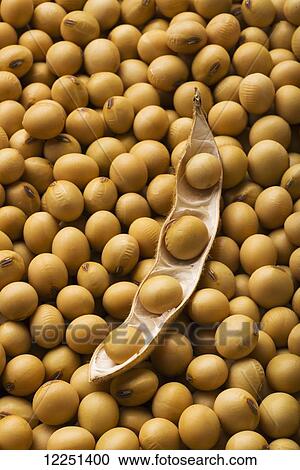 Stock Image - A large open soybean pod laying on a pile of dried, mature soybeans. Fotosearch