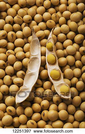 A large open soybean pod laying on a pile of dried, mature soybeans View Large Photo Image Stock Photo - A large open soybean pod laying on a pile of dried, mature soybeans. Fotosearch
