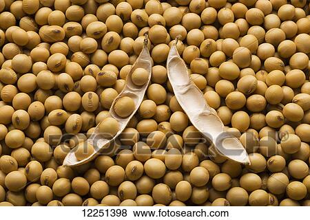 A large open soybean pod laying on a pile of dried, mature soybeans View Large Photo Image Stock Photo - A large open soybean pod laying on a pile of dried, mature soybeans. Fotosearch