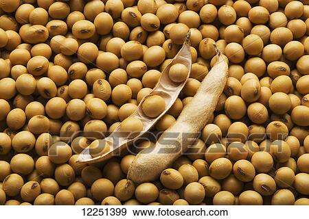 A large open soybean pod laying on a pile of dried, mature soybeans View Large Photo Image Stock Photo - A large open soybean pod laying on a pile of dried, mature soybeans. Fotosearch