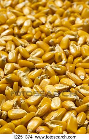 A large pile of yellow grain corn kernels View Large Photo Image Picture - A large pile of yellow grain corn kernels. Fotosearch