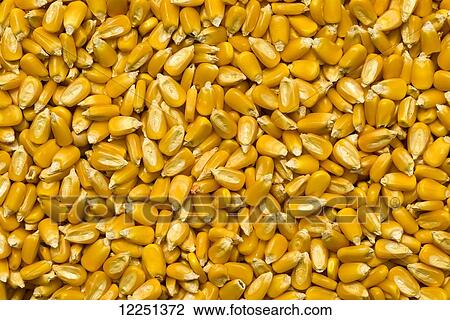 A large pile of yellow grain corn kernels View Large Photo Image Stock Image - A large pile of yellow grain corn kernels. Fotosearch