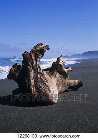 Stock Image - A large stump is lodged on the beach; Langlois, Oregon, United States of America. Fotosearch