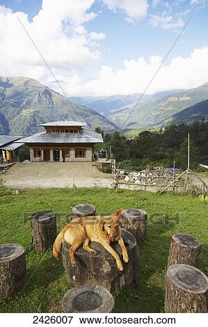 Stock Photo - A lazy dog sits in front of a cafe; Wangdue Phodrang District, Bhutan. Fotosearch