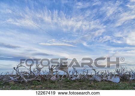 A line of caribou and moose antlers line the shoreline of the Porcupine River; Old Crow, Yukon, Canada View Large Photo Image Stock Photo - A line of caribou and moose antlers line the shoreline of the Porcupine River; Old Crow, Yukon, Canada. Fotosearch