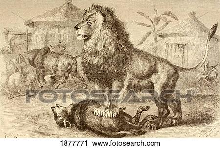 Stock Image - A Lion After Making A Kill In The Middle Of An African Village. From La Vida De Los Animales Published Spain Circa 1885.. Fotosearch