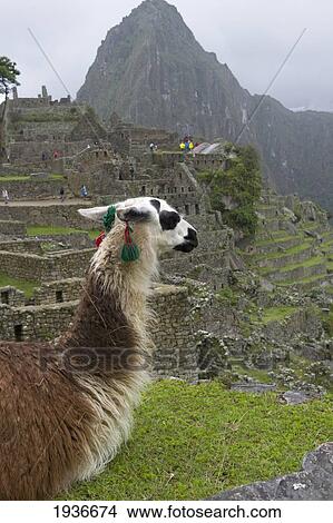 A Llamba Looks Over The Historic Inca Site Machu Picchu; Peru View Large Photo Image Picture - A Llamba Looks Over The Historic Inca Site Machu Picchu; Peru. Fotosearch