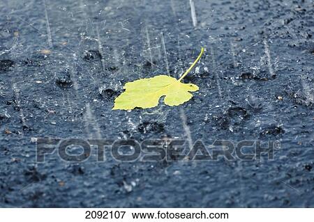 Stock Photo - A Lone Leaf In The Rain; Quebec Canada. Fotosearch
