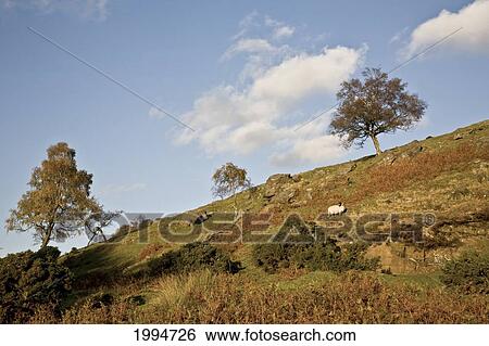 Stock Photograph - A Lone Sheep Grazes On A Grassy Hill In Peak District National Park; Derbyshire England. Fotosearch