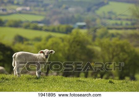 Stock Photography - A Lone Sheep On The Grass; County Dublin Ireland. Fotosearch