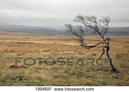 Stock Photo - A Lone Tree In A Barren Landscape Peak District National Park; Derbyshire England. Fotosearch