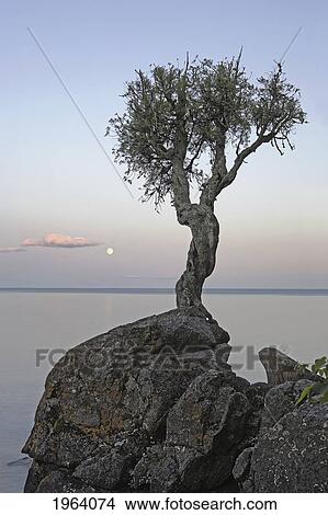 Picture - A Lone Tree On Lake Superior; Grand Portage, Minnesota, United States Of America. Fotosearch