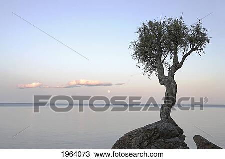 A Lone Tree On Lake Superior; Grand Portage, Minnesota, United States Of America View Large Photo Image Stock Image - A Lone Tree On Lake Superior; Grand Portage, Minnesota, United States Of America. Fotosearch