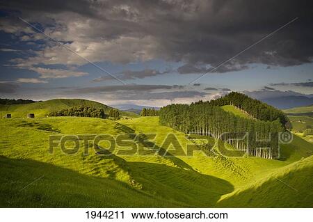 A Lush Green Landscape With Grassy Hills And Trees; New Zealand View Large Photo Image Stock Image - A Lush Green Landscape With Grassy Hills And Trees; New Zealand. Fotosearch