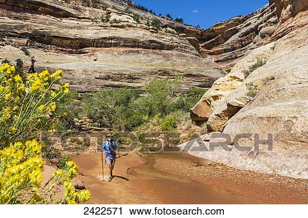 A male hiker walks up a creek bed in Natural Bridges National Monument; Utah, United States of America View Large Photo Image Stock Image - A male hiker walks up a creek bed in Natural Bridges National Monument; Utah, United States of America. Fotosearch