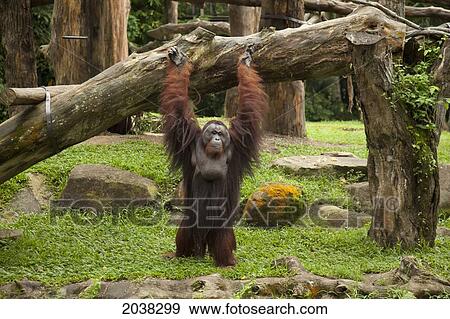 A Male Orangutan Stands On His Two Legs At The Singapore Zoo; Singapore View Large Photo Image Stock Photo - A Male Orangutan Stands On His Two Legs At The Singapore Zoo; Singapore. Fotosearch