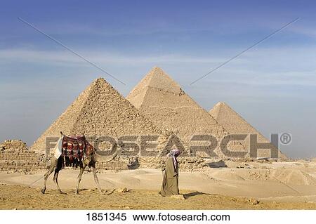 Stock Photography - A Man And Camel Walking Near The Pyramids. Fotosearch
