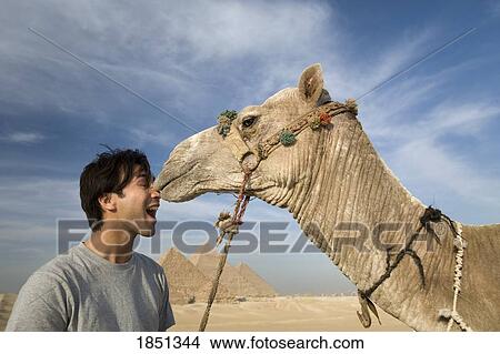 A Man And Camel With The Pyramids In The Background View Large Photo Image Picture - A Man And Camel With The Pyramids In The Background. Fotosearch