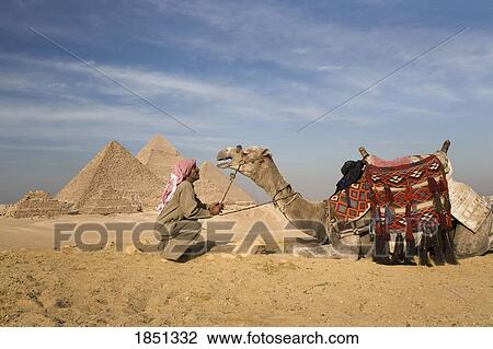 Stock Image - A Man And Camel With The Pyramids In The Background; Cairo, Egypt, Africa. Fotosearch