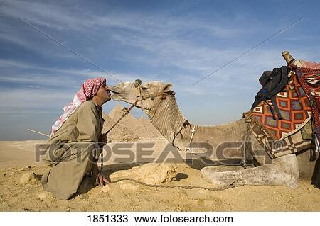 A Man And Camel With The Pyramids In The Background View Large Photo Image Stock Image - A Man And Camel With The Pyramids In The Background. Fotosearch