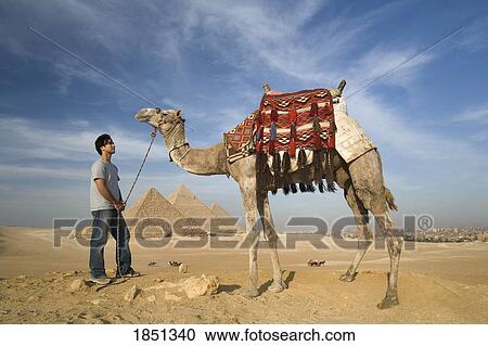 Stock Image - A Man And Camel With The Pyramids In The Background. Fotosearch