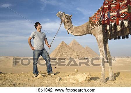 A Man And Camel With The Pyramids In The Background; Cairo, Egypt, Africa View Large Photo Image Stock Image - A Man And Camel With The Pyramids In The Background; Cairo, Egypt, Africa. Fotosearch