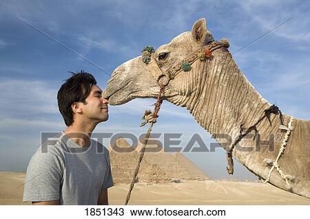 A Man And Camel With The Pyramids In The Background; Cairo, Egypt, Africa View Large Photo Image Stock Image - A Man And Camel With The Pyramids In The Background; Cairo, Egypt, Africa. Fotosearch