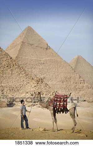A Man And Camel With The Pyramids In The Background View Large Photo Image Stock Photo - A Man And Camel With The Pyramids In The Background. Fotosearch