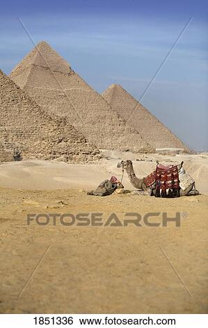 Stock Photograph - A Man And Camel With The Pyramids In The Background; Cairo, Egypt, Africa. Fotosearch