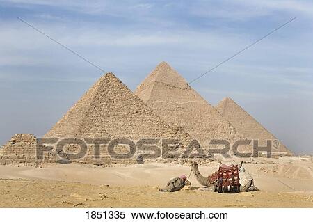 A Man And Camel With The Pyramids In The Background View Large Photo Image Stock Photography - A Man And Camel With The Pyramids In The Background. Fotosearch