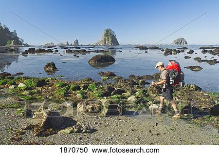 Stock Image - A Man Backpacking Along The Coast; Olympic National Park, Washington, Usa. Fotosearch