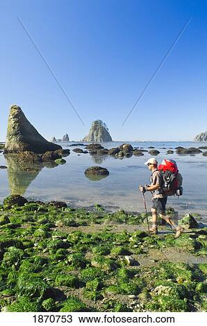 A Man Backpacking Along The Coast; Olympic National Park, Washington, Usa View Large Photo Image Stock Image - A Man Backpacking Along The Coast; Olympic National Park, Washington, Usa. Fotosearch