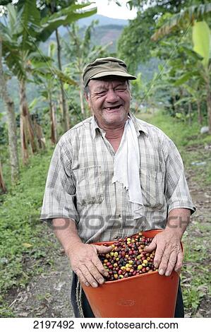 Stock Image - A man called Efrain picking coffee near the hostal Villa Maria a few miles away from Pereira. Risaralda province, Colombia.. Fotosearch