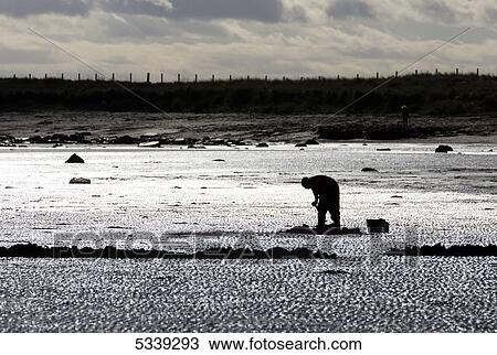 Stock Image - A man digs in the sand on the shore at low tide; Boulmer, Northumberland, England. Fotosearch